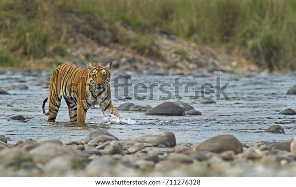 Bengal Tiger Uber Einen Fluss Im Stockfoto Jetzt Bearbeiten