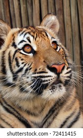 Bengal Tiger Cub