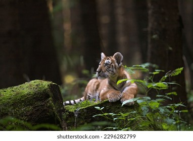 Bengal tiger cub is resting on a tree trunk looking towards a stone where an item can be placed.  - Powered by Shutterstock