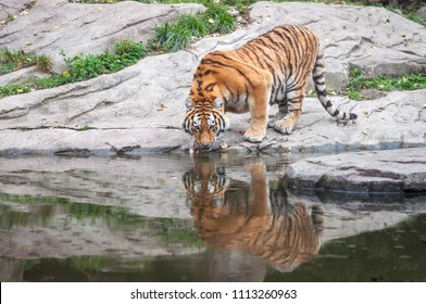 Bengal tiger drinking water near forest stream in its natural habitat at Sundarbans forest. subspecies in Asia is listed as Endangered on the IUCN Red List. Biggest wild cat - Powered by Shutterstock
