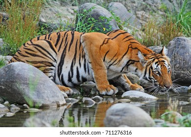 Bengal Tiger drinking water at a stream 