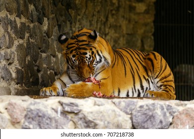 Bengal Tiger Eats Meat Stock Photo 707218738 | Shutterstock