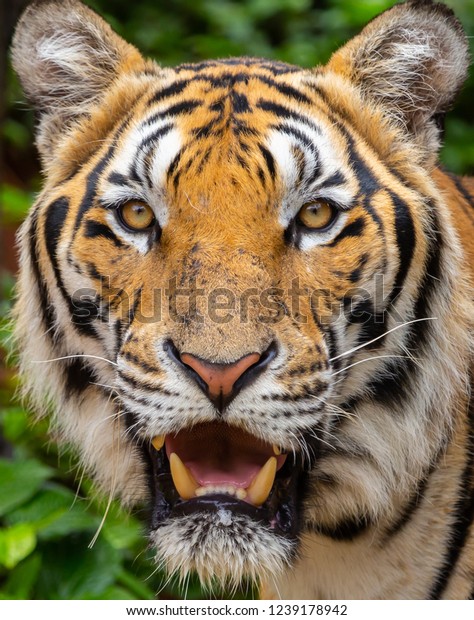 Bengal Tiger Face Stock Photo (Edit Now) 1239178942