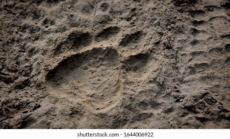 Bengal Tiger Footprint In Sand, Nepal 2019