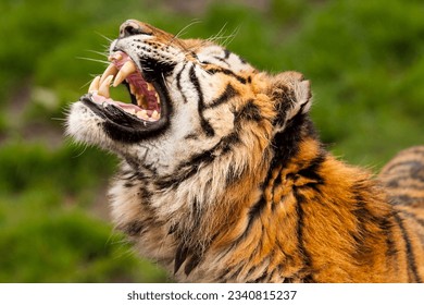 A Bengal tiger growling, displaying its large sharp teeth prominently.