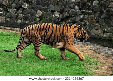 The Bengal tiger has the largest canines in the cat family.