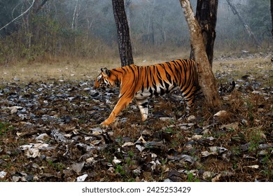 Bengal tiger or Indian tiger (Panthera tigris tigris), the tigress patrols its territory. Typical behavior of a big cat in the wild. A big tiger in a typical dry tropical forest landscape in India.