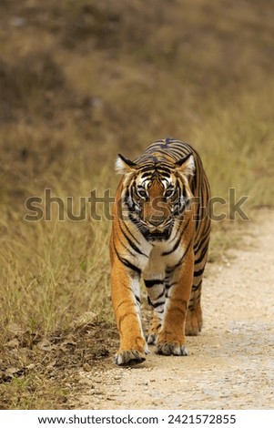 Bengal tiger or Indian tiger (Panthera tigris tigris), tiger on the road in the national park. A typical sighting of a tiger in an Indian reserve.