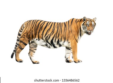 Tiger Isolated On White Background Stock Photo 445657552 | Shutterstock