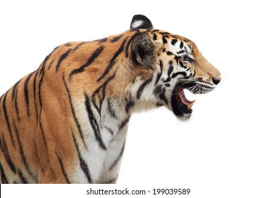 Bengal Tiger Isolated On White