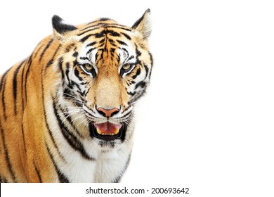 Bengal Tiger Isolated On White