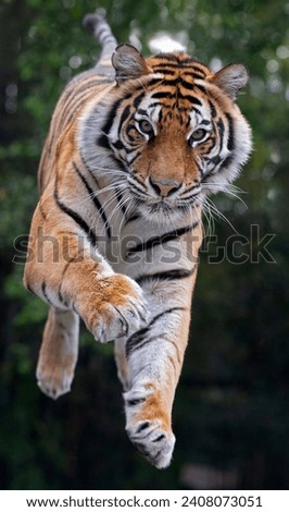 Bengal tiger jumping across area