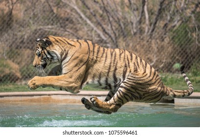 Bengal Tiger Jumping Into A Pool