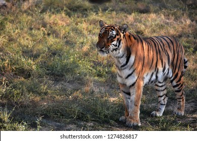 Bengal Tiger Known Indian Tiger Scientific Stock Photo (Edit Now