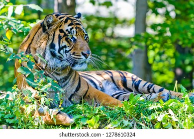 Bengal Tiger Laying Down On Grass