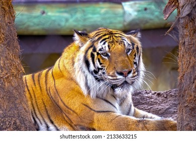 Bengal Tiger Laying Down In Trees