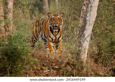 Bengal Tiger male - Panthera tigris tigris the biggest cat with open jaws in wild in Indian jungle in Nagarhole tiger reserve, hunting predator in the green jungle, face to face view.