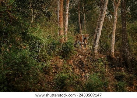 Bengal Tiger male - Panthera tigris tigris the biggest cat with open jaws in wild in Indian jungle in Nagarhole tiger reserve, hunting predator in the green jungle, face to face view.