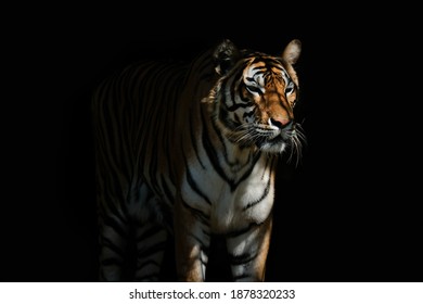 Bengal Tiger On Black Background Stock Photo 1878320233 | Shutterstock