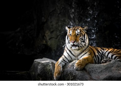 Bengal Tiger On Rock Stock Photo 301021673 