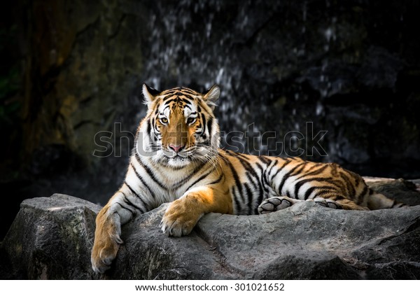 Bengal Tiger On Rock Stock Photo 301021652 | Shutterstock