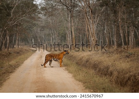 Bengal Tiger - Panthera tigris tigris the biggest cat in wild in Indian jungle in Nagarhole tiger reserve, hunter in the greeen jungle, face to face view. Tiger on the road in India.