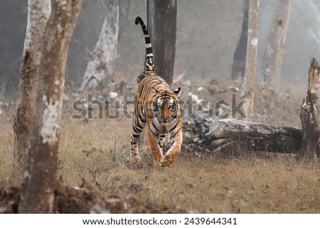 Bengal Tiger,  Panthera tigris tigris, is the biggest cat in wild, cat in Indian jungle in Nagarhole tiger reserve, big hunter in the greeen jungle, close view, nice natural background.