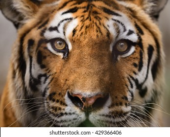 Bengal Tiger (Panthera Tigris Tigris) Face And Eyes Closeup.