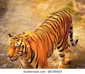 The Bengal Tiger (Panthera Tigris Tigris) Is The Most Numerous Of The Tiger Subspecies.