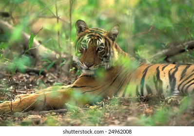 Bengal Tiger ( Panthera Tigris ) In National Park Of India