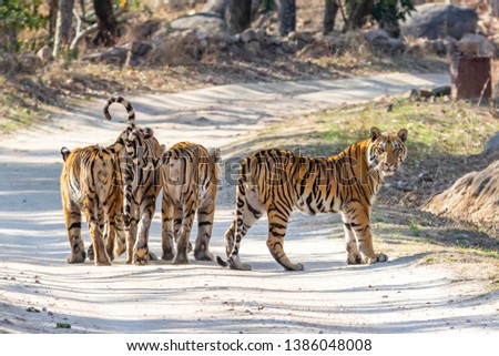 Bengal Tiger (Panthera tigris tigris) at Pench National Park, India