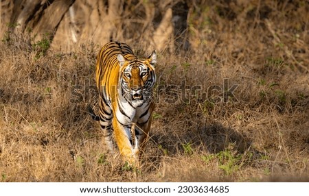 Bengal Tiger patrolling her territory in the wild  