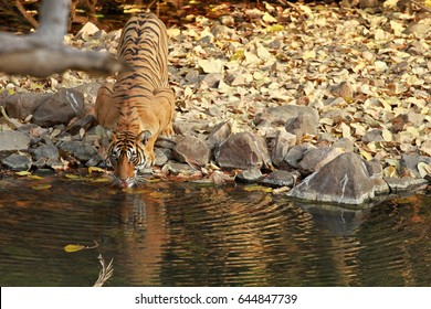 Bengal Tiger, Ranthambore National Park, India 