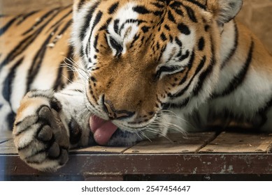 Bengal Tiger Resting with Mouth Open Showing Teeth. Bengal tiger with its mouth open in a roar. - Powered by Shutterstock