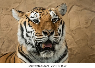 Bengal Tiger Resting with Mouth Open Showing Teeth. Bengal tiger with its mouth open in a roar. - Powered by Shutterstock