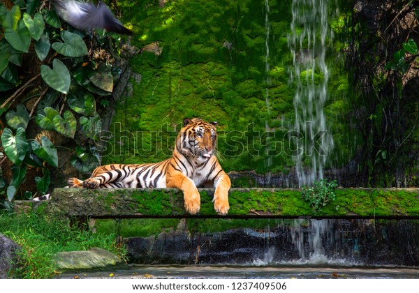 Bengal Tiger Resting Near Waterfall Green Stock Photo (Edit Now) 1237409506