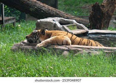 A Bengal tiger resting peacefully in a shallow pool, surrounded by greenery, highlighting its striking orange and black striped coat - Powered by Shutterstock