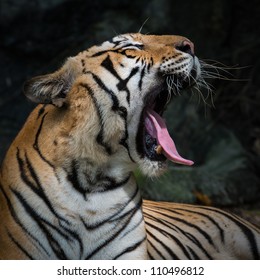 Bengal Tiger Roaring