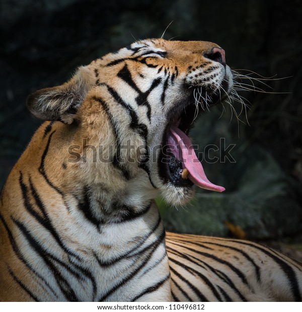 Bengal Tiger Roaring Stock Photo 110496812 | Shutterstock