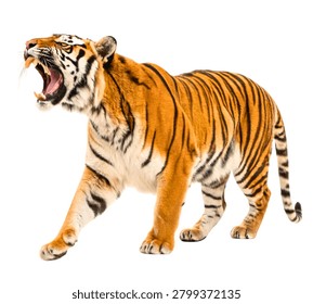 Bengal Tiger Roaring While Walking Forward – Full Body Majestic Wild Animal Isolated on White Background