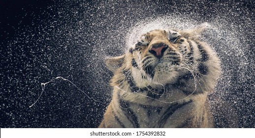 Bengal Tiger Shaking water off - Powered by Shutterstock