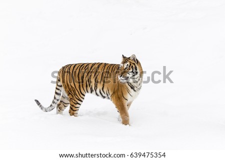 Female Amur (Siberian) tiger walking in fresh white snow