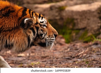 Bengal Tiger Stalking It's Prey