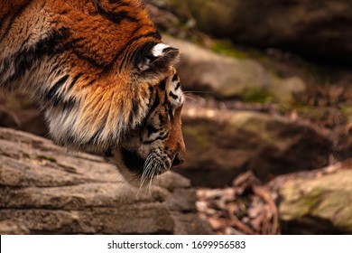 Bengal Tiger Stalking It's Prey