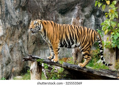 Bengal Tiger Standing Timber