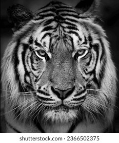 The Bengal tiger is a subspecies of tiger in India, Bangladesh, Nepal and Bhutan. According to the World Wide Fund for Nature, there are about 2,100 Bengal tigers in the wild.