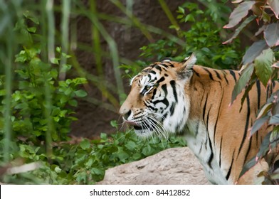 rueckzug-fuer-nepali-tiger-altaere