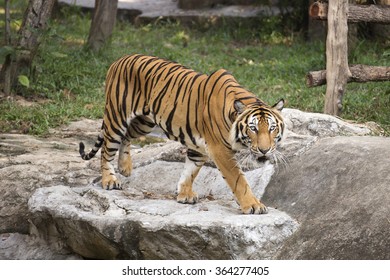 Bengal Tiger Walking And Looking Something