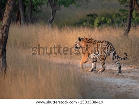 Bengal tiger walking on the forest road. Selective focus.