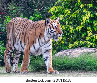 A Bengal Tiger Walking On Ground In Woods